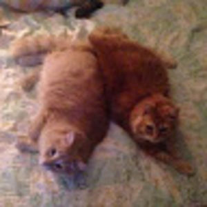 Meet your Posher, Boudreau guilmette